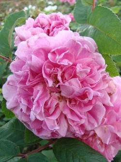 ROSIER THÉRÈSE BUGNET