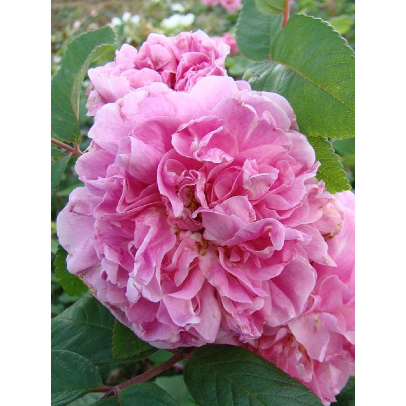 ROSIER THÉRÈSE BUGNET