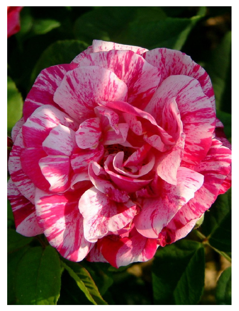 ROSIER FERDINAND PICHARD