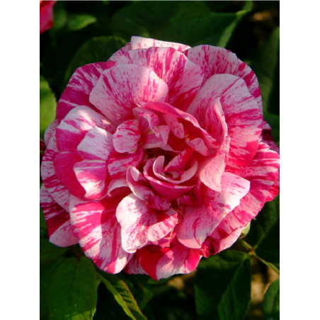 ROSIER FERDINAND PICHARD