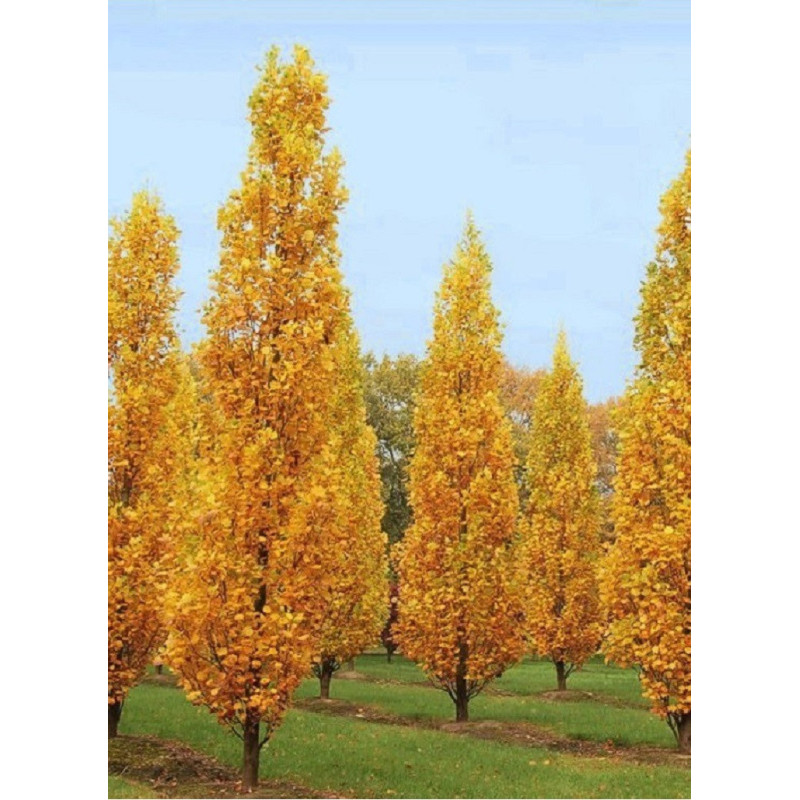 LIRIODENDRON tulipifera FASTIGIATUM