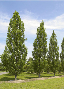 LIRIODENDRON tulipifera FASTIGIATUM