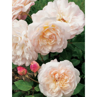 ROSIER GRUSS AN AACHEN