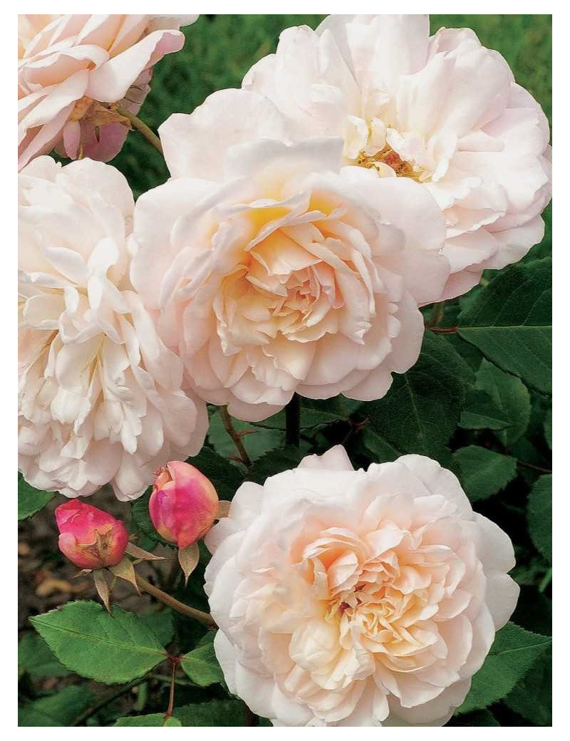 ROSIER GRUSS AN AACHEN