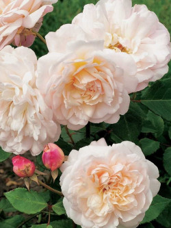 ROSIER GRUSS AN AACHEN