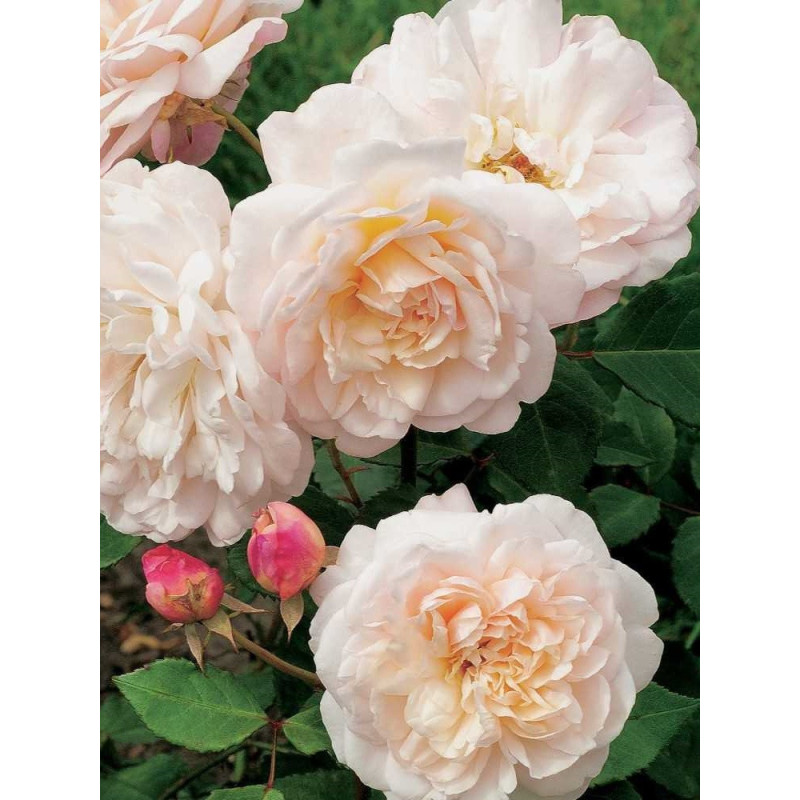 ROSIER GRUSS AN AACHEN