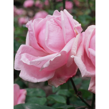 ROSIER MADAME CAROLINE TESTOUT