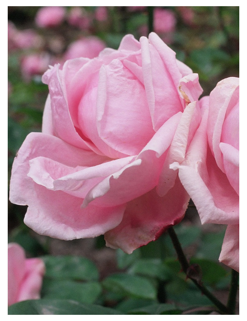 ROSIER MADAME CAROLINE TESTOUT