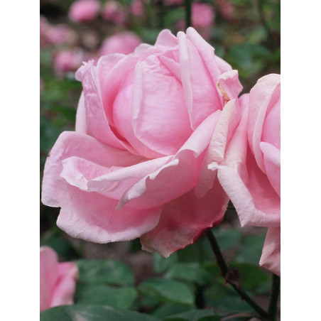 ROSIER MADAME CAROLINE TESTOUT