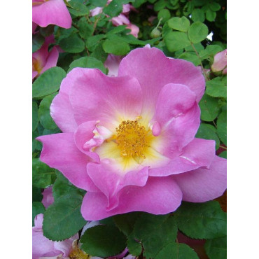 ROSIER MARGUERITE HILLING