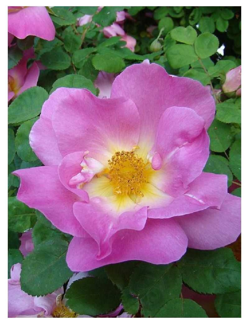 ROSIER MARGUERITE HILLING