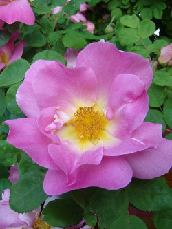 ROSIER MARGUERITE HILLING