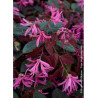 LOROPETALUM chinense FIRE DANCE