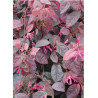 LOROPETALUM chinense FIRE DANCE