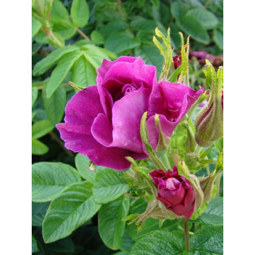 ROSIER ROSERAIE DE L'HAY