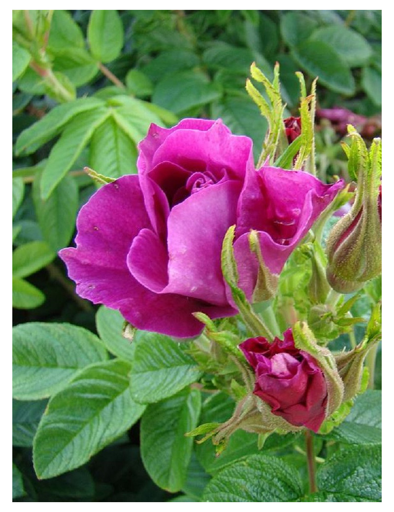 ROSIER ROSERAIE DE L'HAY