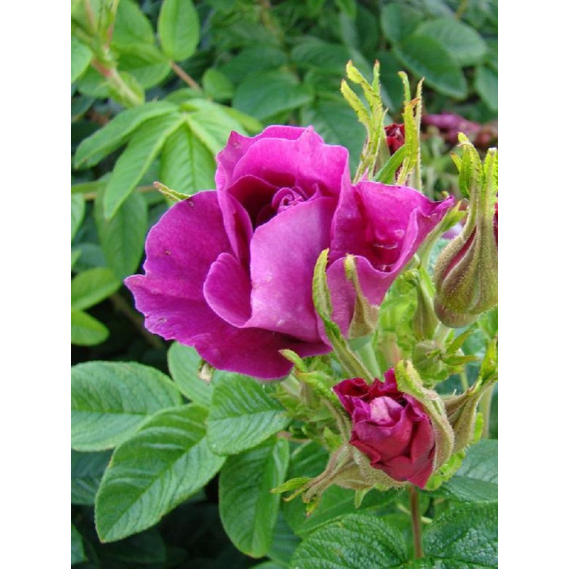 ROSIER ROSERAIE DE L'HAY