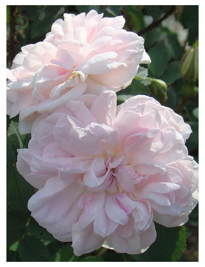 ROSIER STANWELL PERPETUAL