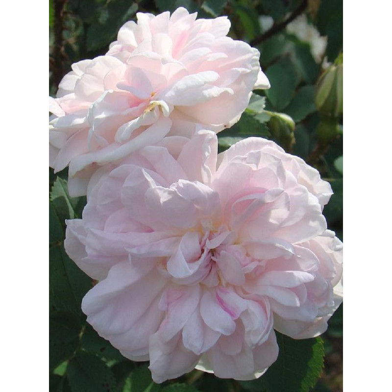 ROSIER STANWELL PERPETUAL