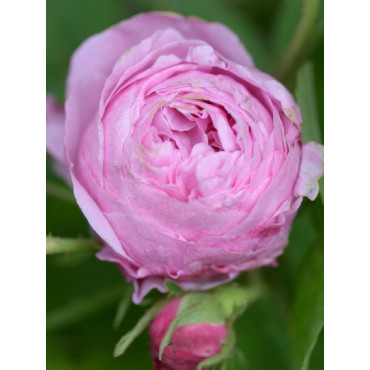 ROSIER ROSE DES PEINTRES
