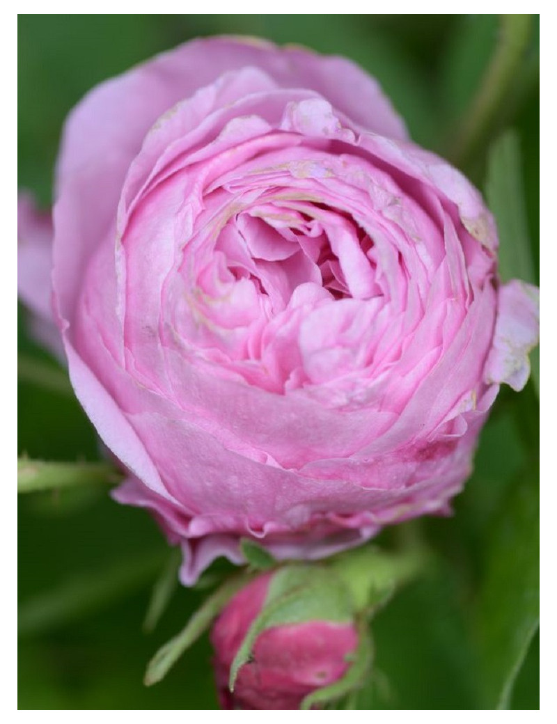 ROSIER ROSE DES PEINTRES