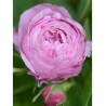 ROSIER ROSE DES PEINTRES