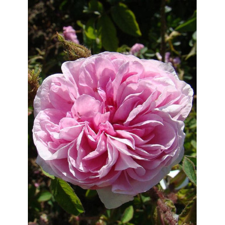 ROSIER RENÉ D'ANJOU