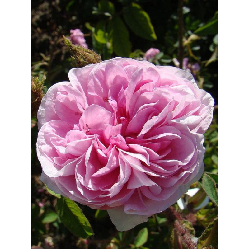 ROSIER RENÉ D'ANJOU