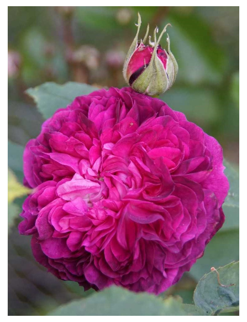 ROSIER REINE DES VIOLETTES