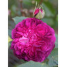 ROSIER REINE DES VIOLETTES