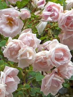 ROSIER PLEUREUR NEW DAWN