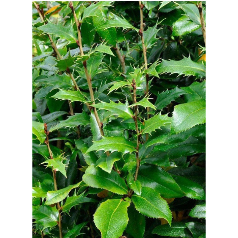 MAHOBERBERIS miethkeana 