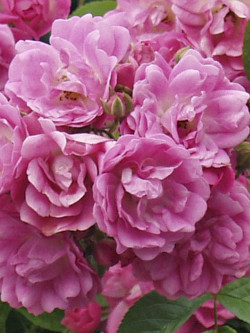 ROSIER PLEUREUR DOROTHY PERKINS