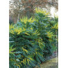 MAHONIA media WINTER SUN