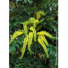 MAHONIA media WINTER SUN