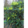 MAHONIA media WINTER SUN