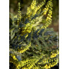 MAHONIA media WINTER SUN