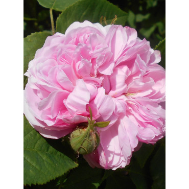 ROSIER JACQUES CARTIER