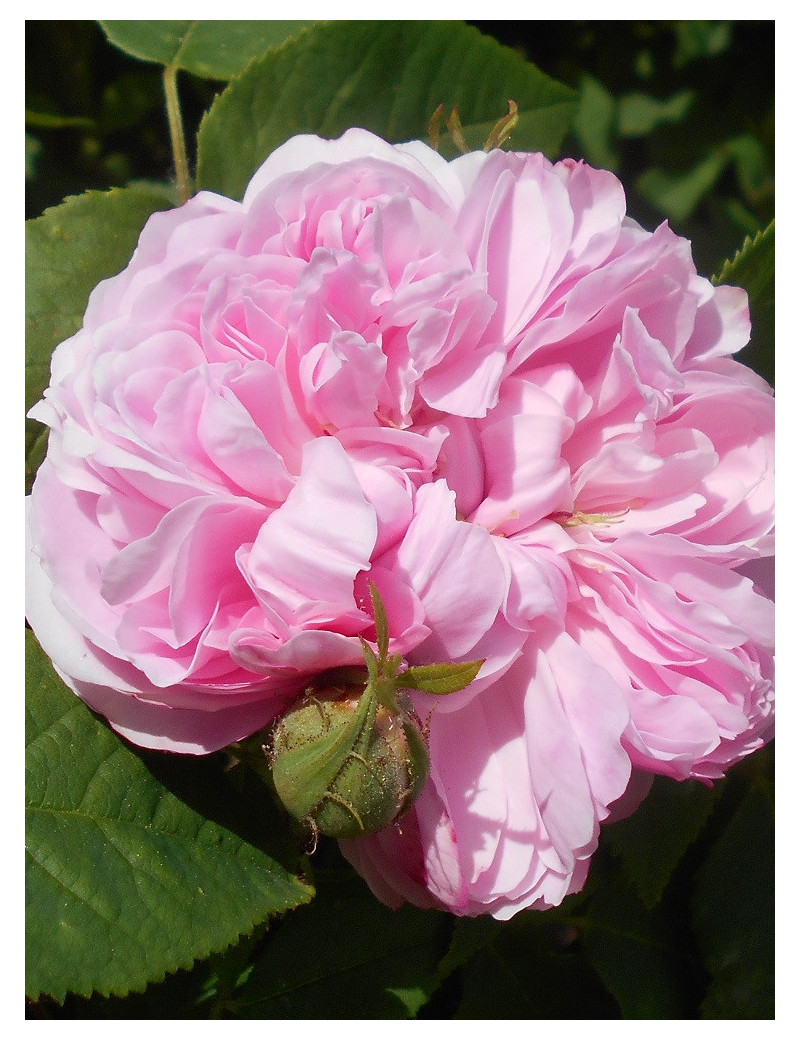 ROSIER JACQUES CARTIER