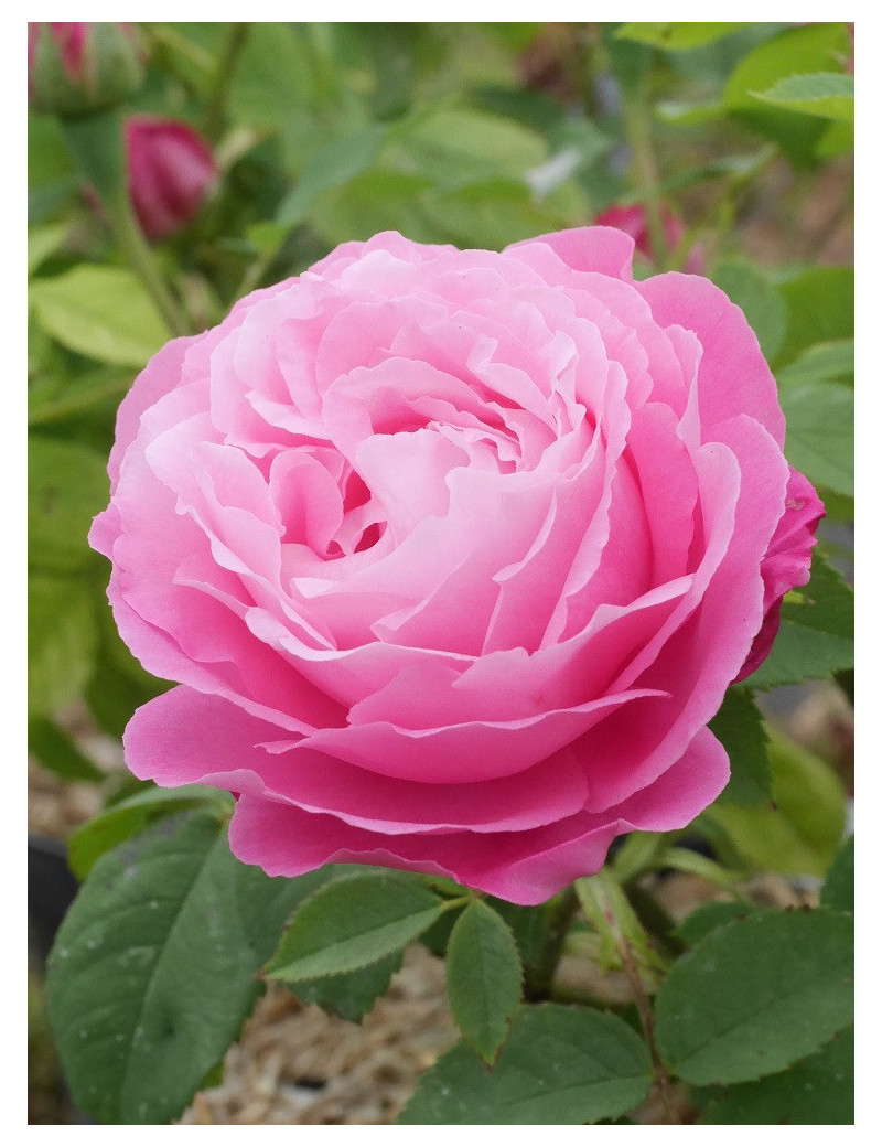 ROSIER MRS JOHN LAING