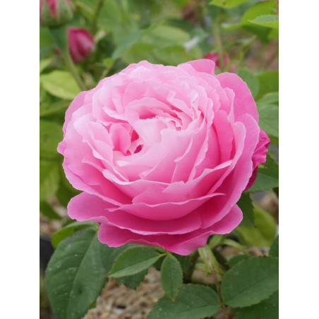 ROSIER MRS JOHN LAING