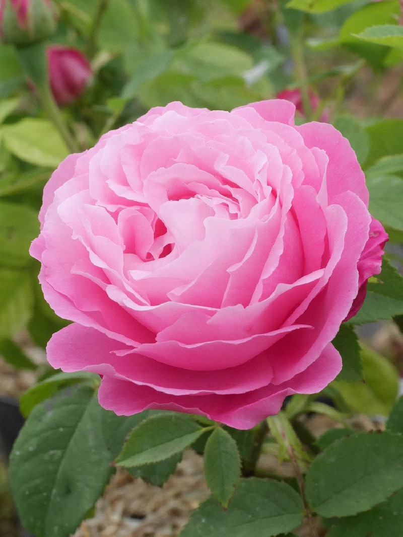 ROSIER MRS JOHN LAING