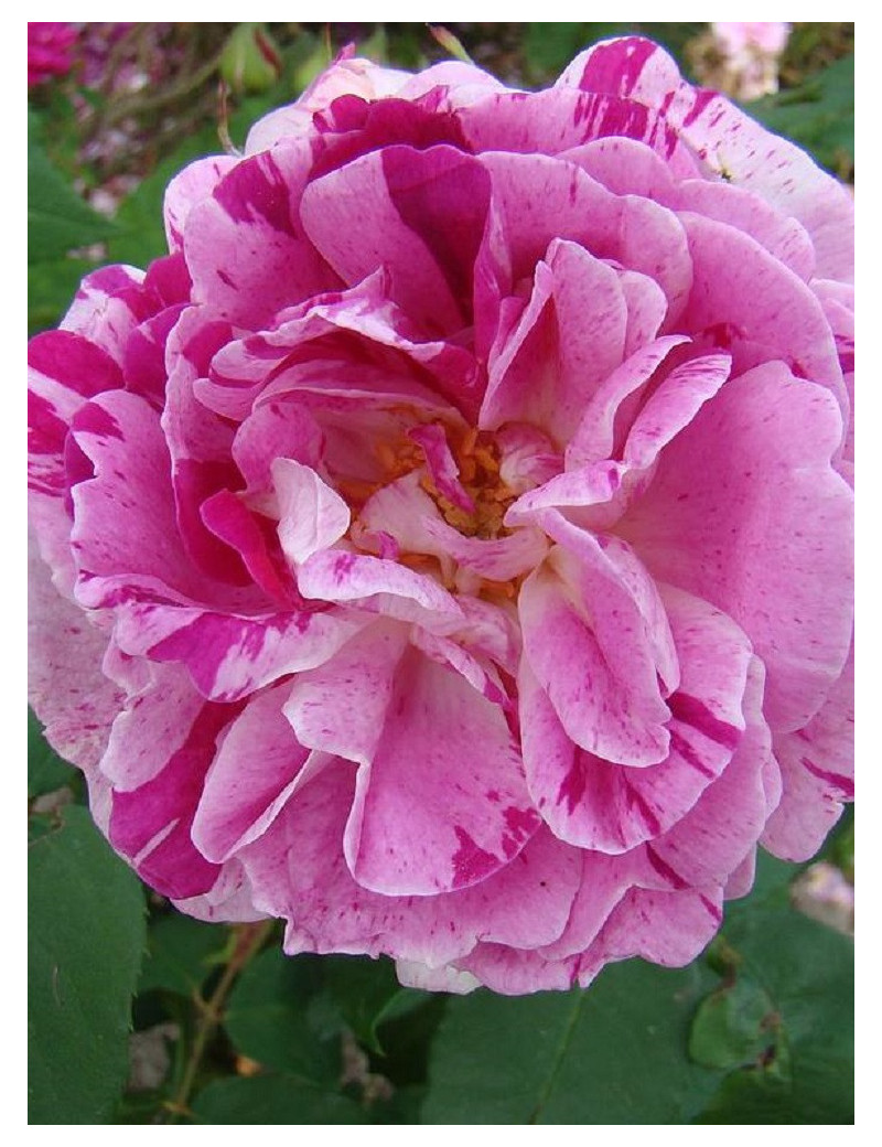 ROSIER HONORINE DE BRABANT