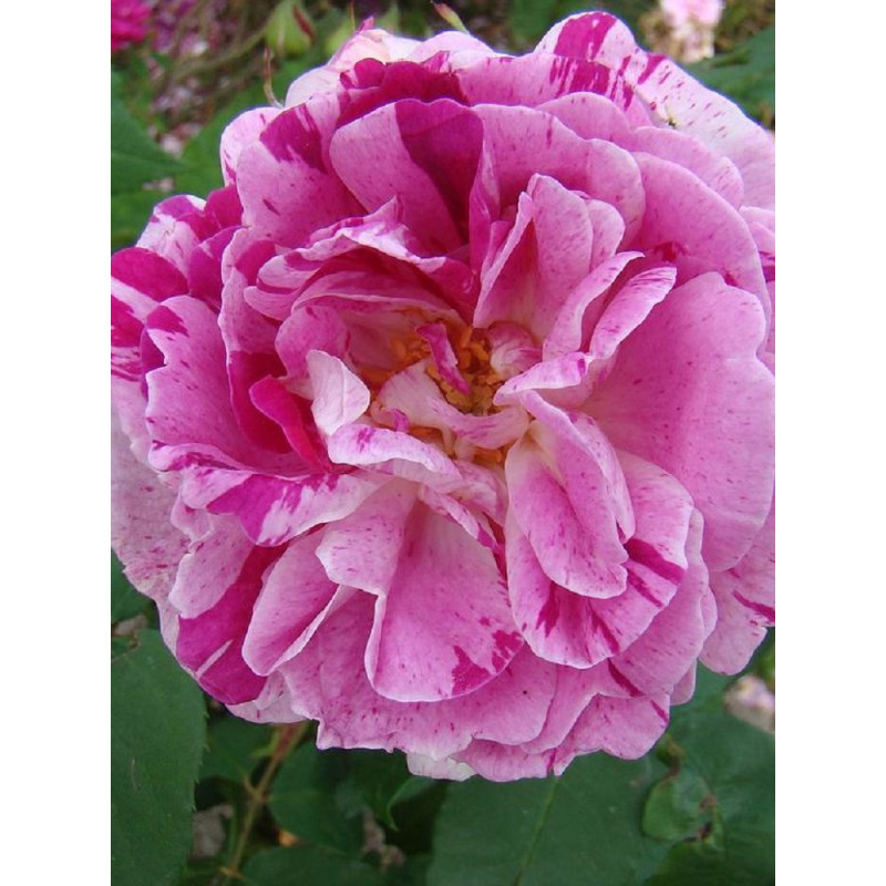 ROSIER HONORINE DE BRABANT