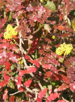 MAHONIA wagneri PINNACLE