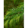 METASEQUOIA glyptostroboides