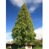 METASEQUOIA glyptostroboides