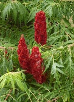 RHUS typhina DISSECTA En pot