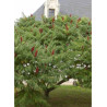 RHUS typhina DISSECTA En pot
