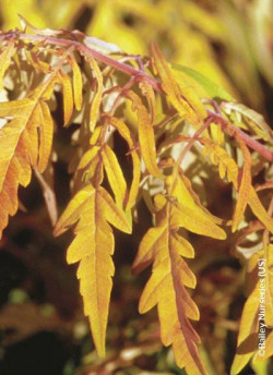 RHUS typhina TIGER EYES